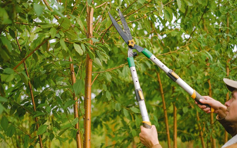 Tree trimming in Oakley, UT